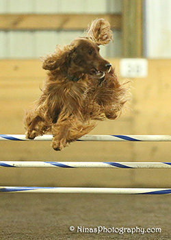 Agility jump